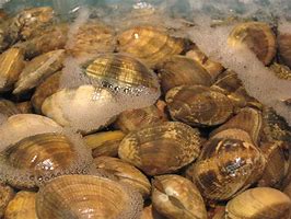 clam up